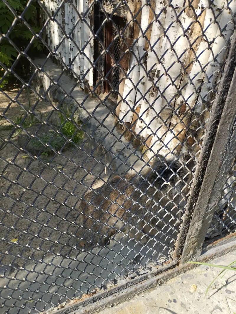 A photograph of a Pallas's cat in Novosibirsk Zoo