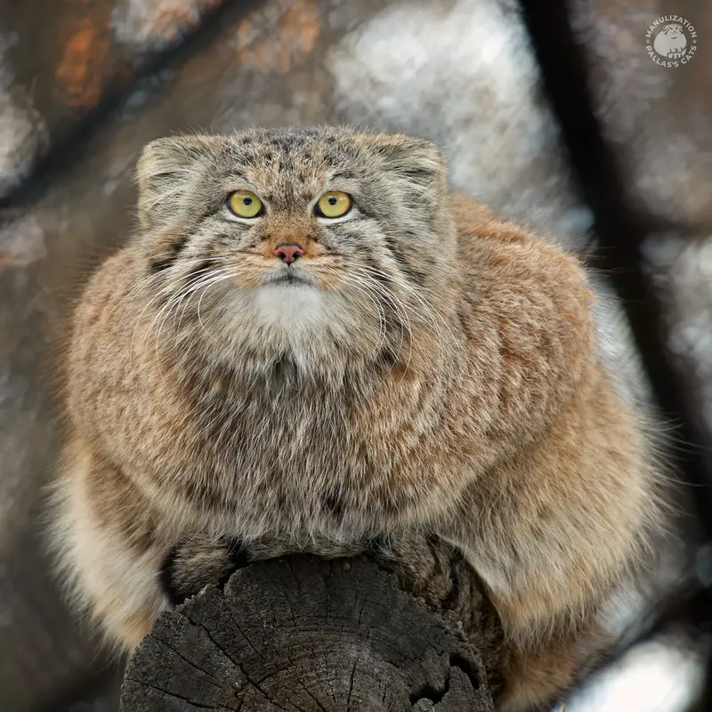 Manul of the day