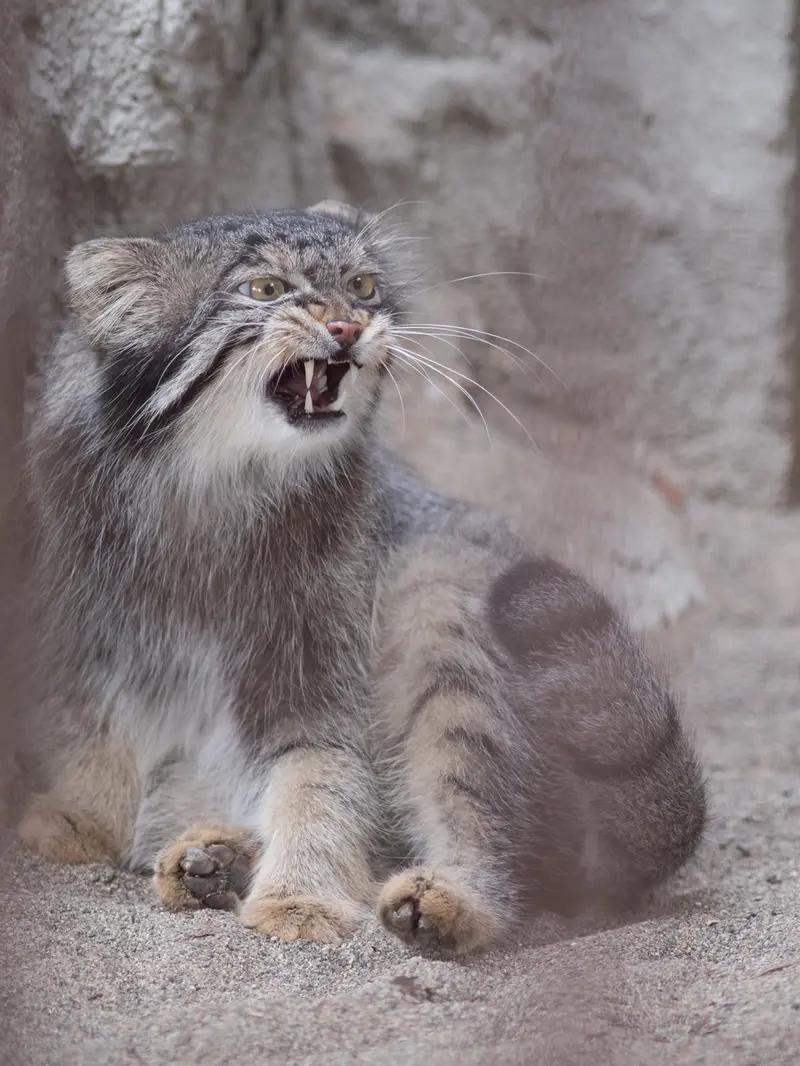 A photograph of Figa in Nogeyama Zoo