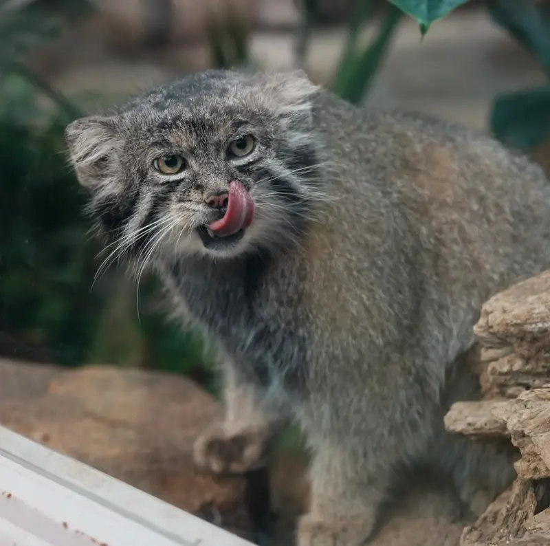 A photograph of Nar in Kobe Animal Kingdom