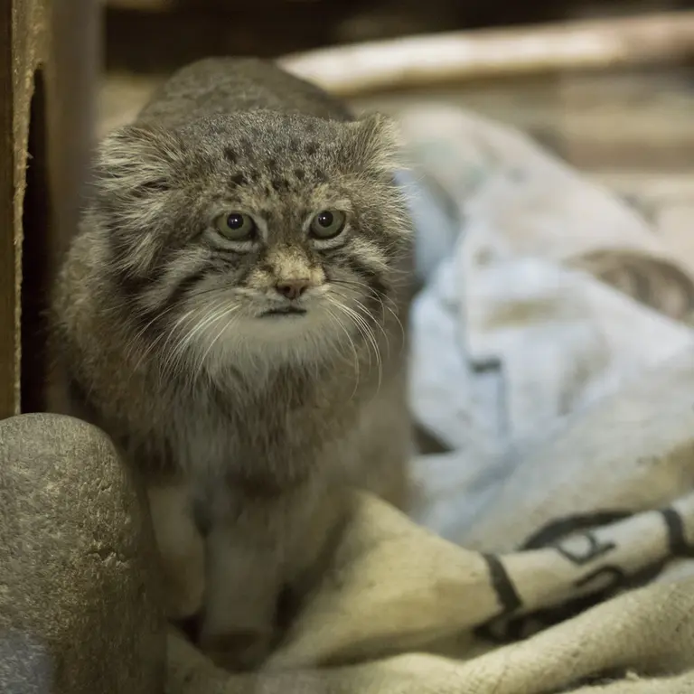 A photograph of Klyon in Ueno Zoological Gardens