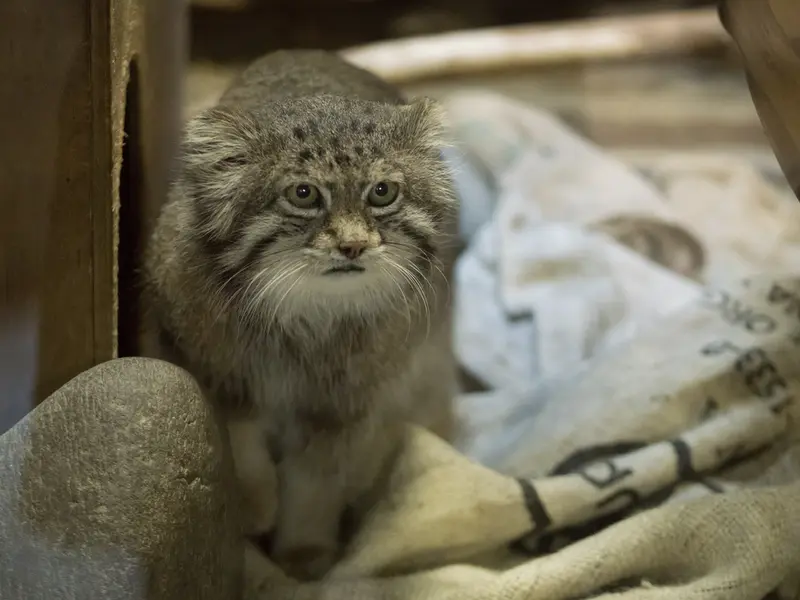 A photograph of Klyon in Ueno Zoological Gardens