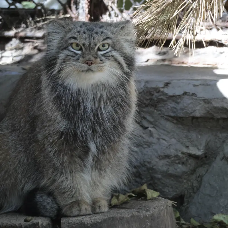 A photograph of Snezhinka in Novosibirsk Zoo