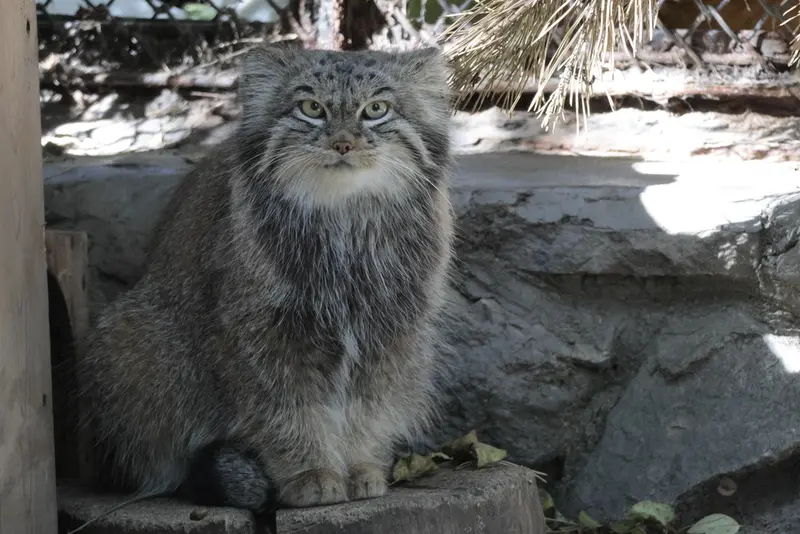 A photograph of Snezhinka in Novosibirsk Zoo