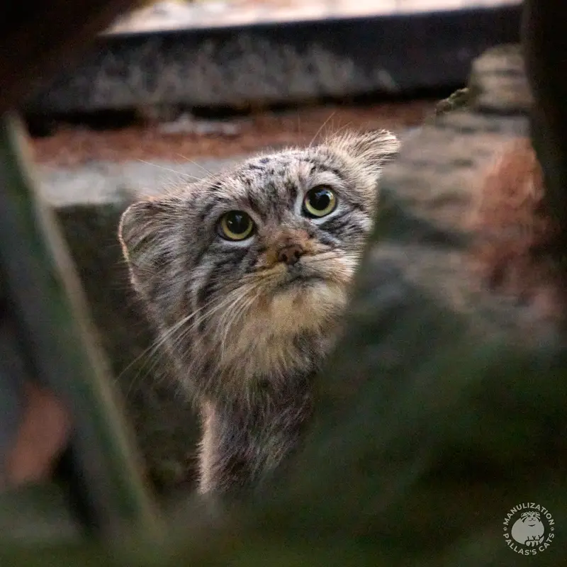 A photograph of Tsas in Kraków Zoo
