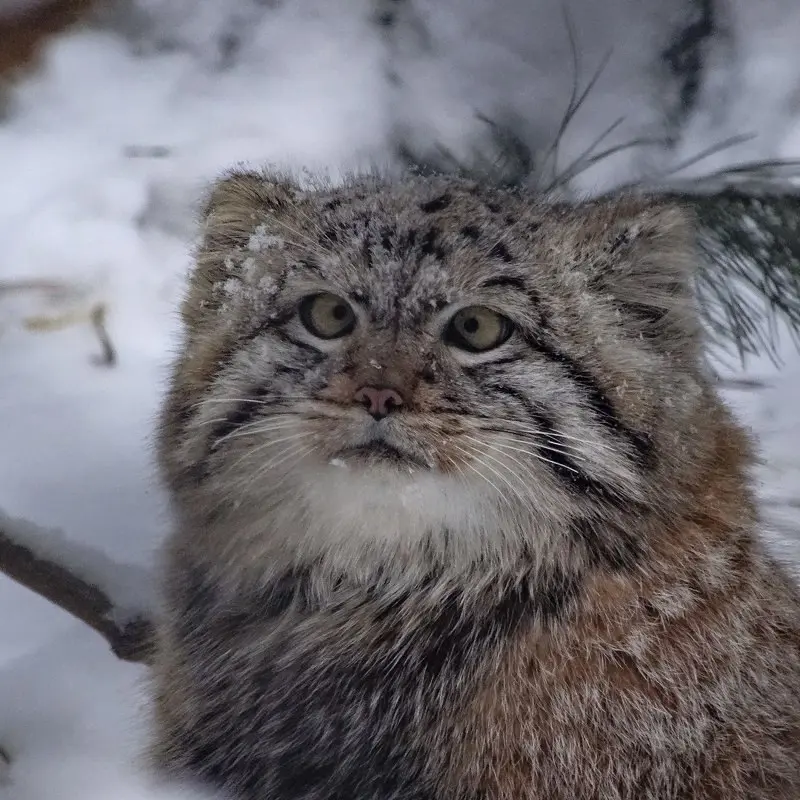 A photograph of Kosoglazik in Novosibirsk Zoo