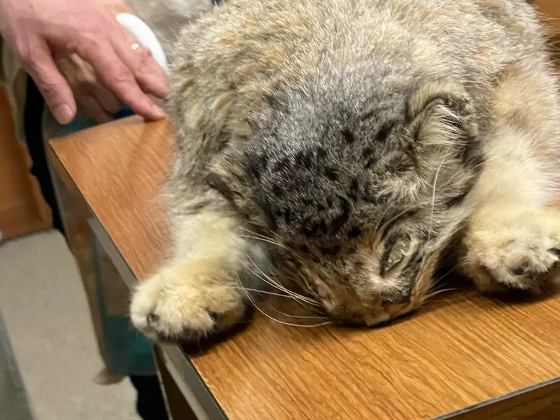 A photograph of a Pallas's cat