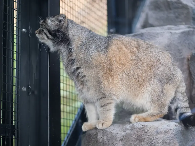 A photograph of Grusha in Asahiyama Zoo
