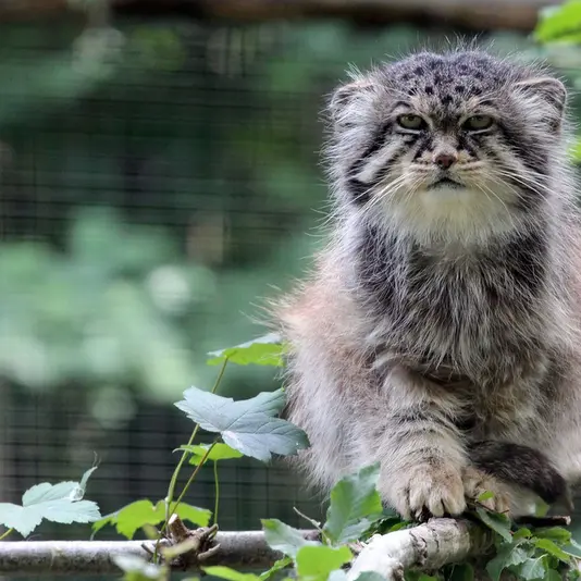 A photograph of Maituk in Lumigny Safari Reserve