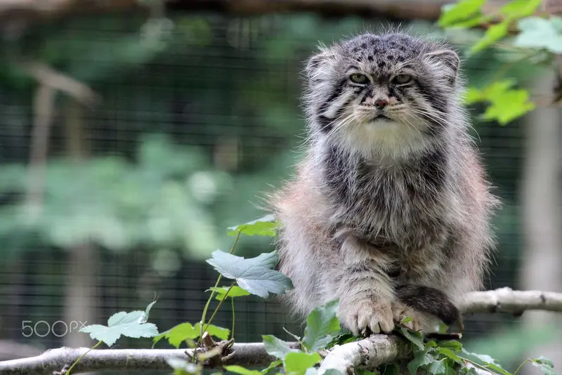 A photograph of Maituk in Lumigny Safari Reserve