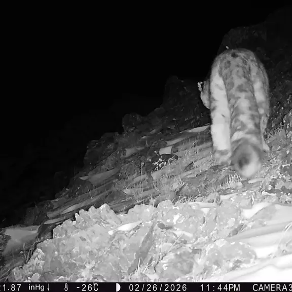 A photograph of a Pallas's cat