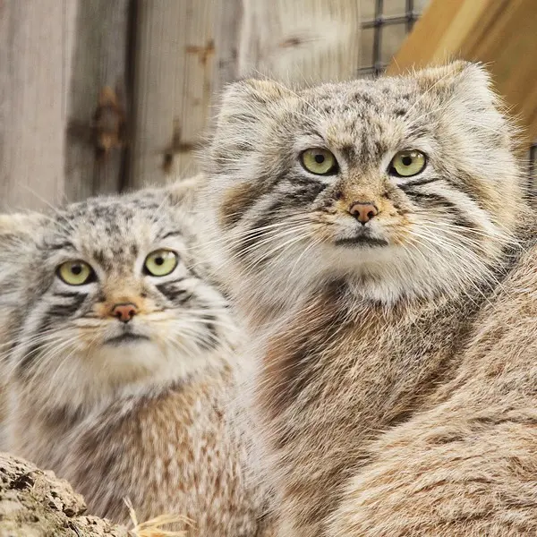 A photograph of Jodi and Ruby in Binghamton Zoo at Ross Park