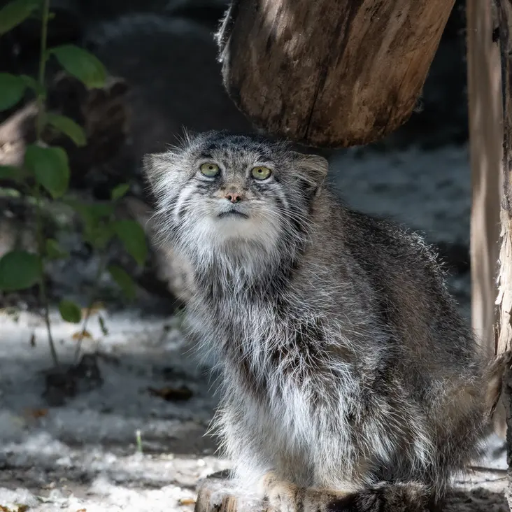 A photograph of Mia in Novosibirsk Zoo