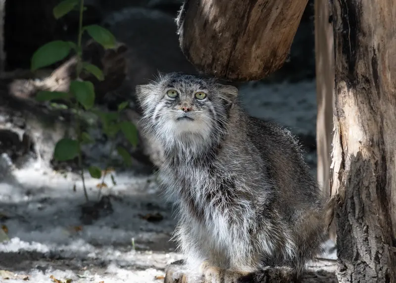 A photograph of Mia in Novosibirsk Zoo