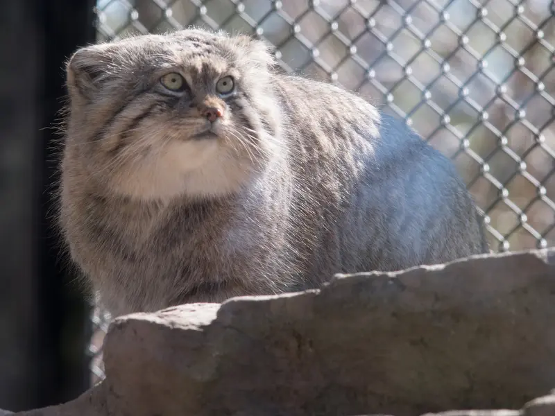 A photograph of Lotos in Saitama Children's Zoo