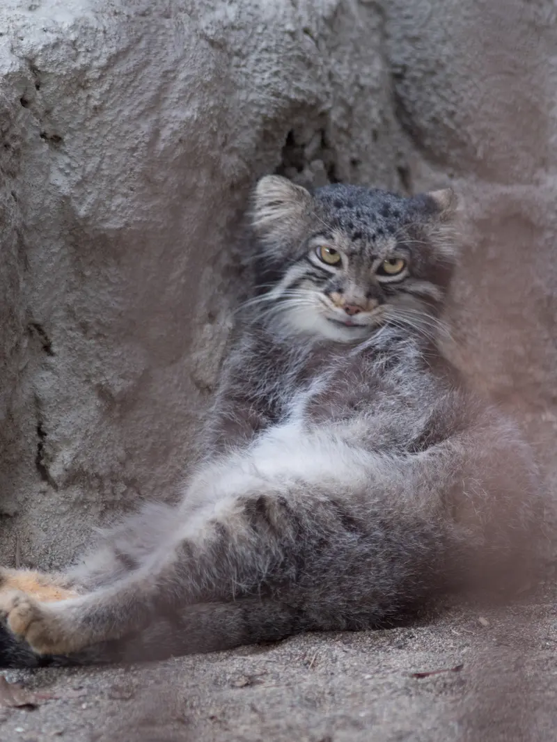 A photograph of Figa in Nogeyama Zoo