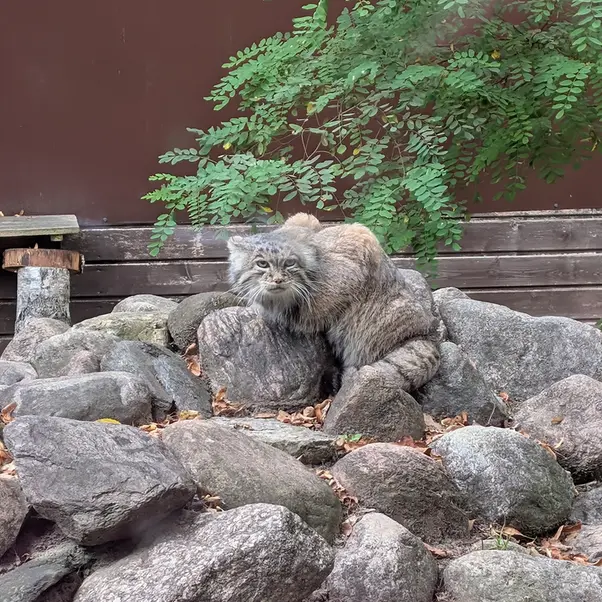 A photograph of Mania in Poznan New Zoo