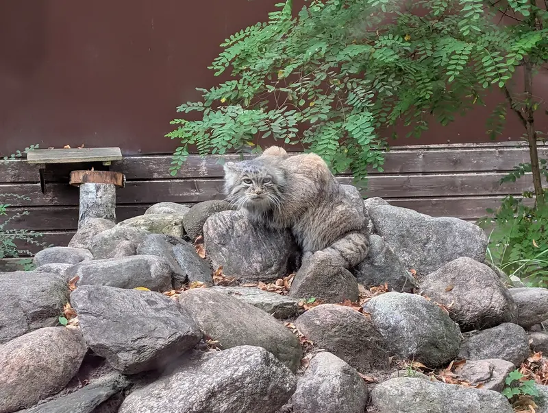 A photograph of Mania in Poznan New Zoo