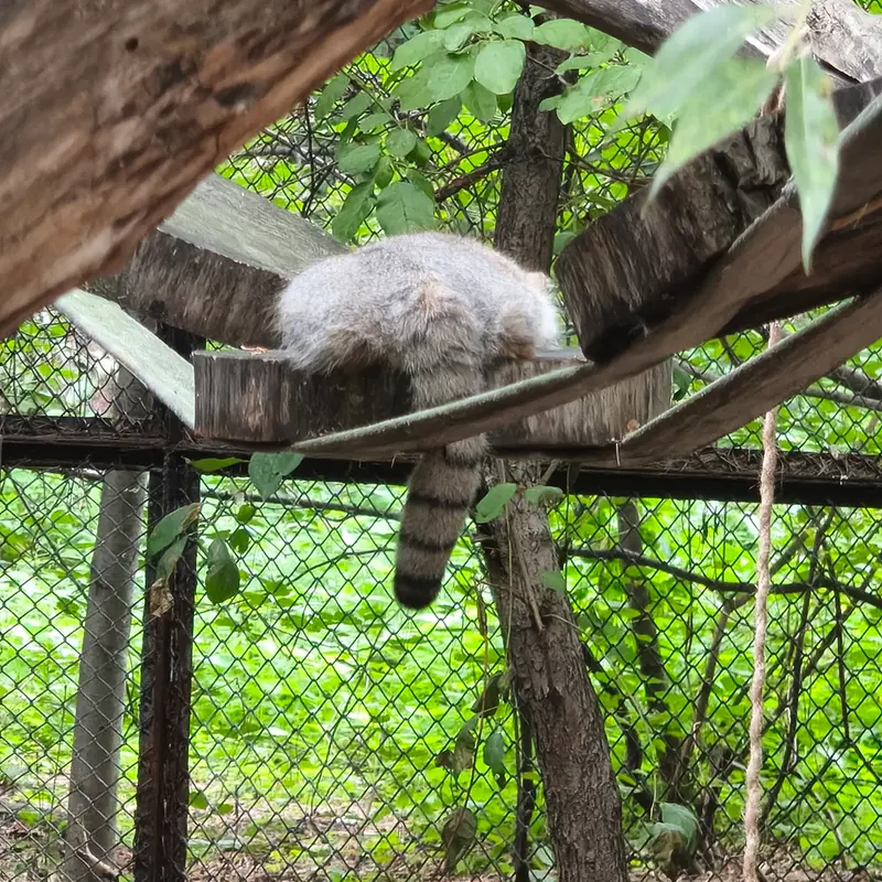 A photograph of a Pallas's cat in Novosibirsk Zoo