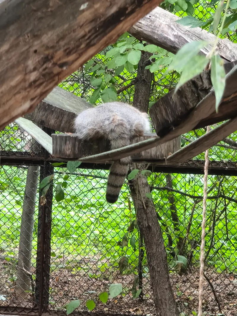 A photograph of a Pallas's cat in Novosibirsk Zoo