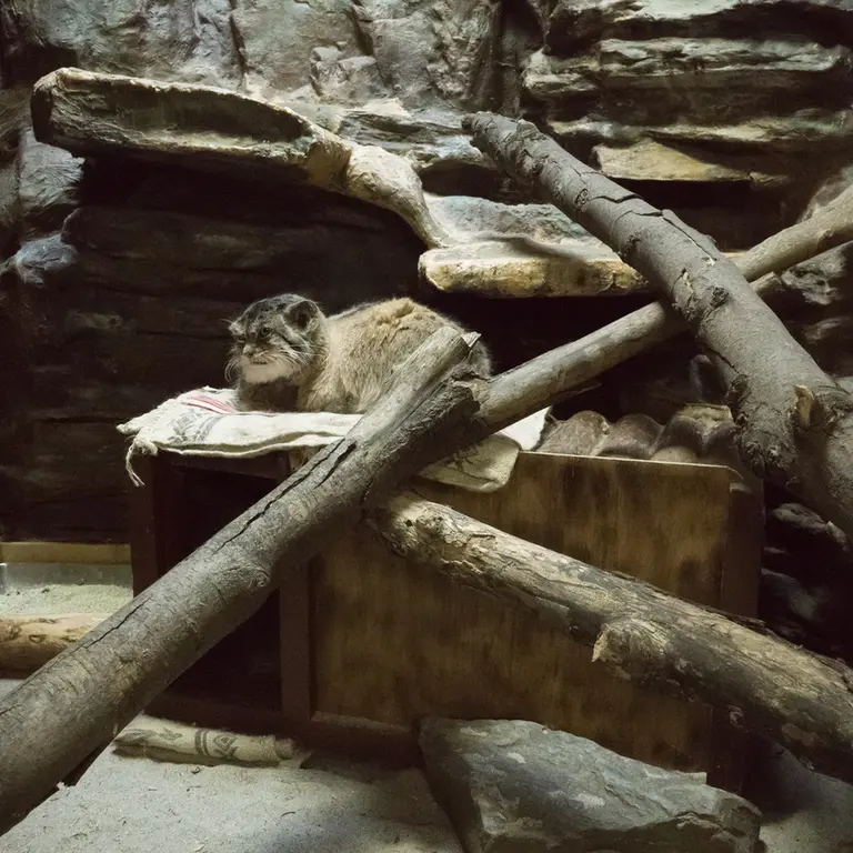 A photograph of Primula in Ueno Zoological Gardens