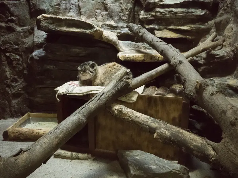 A photograph of Primula in Ueno Zoological Gardens