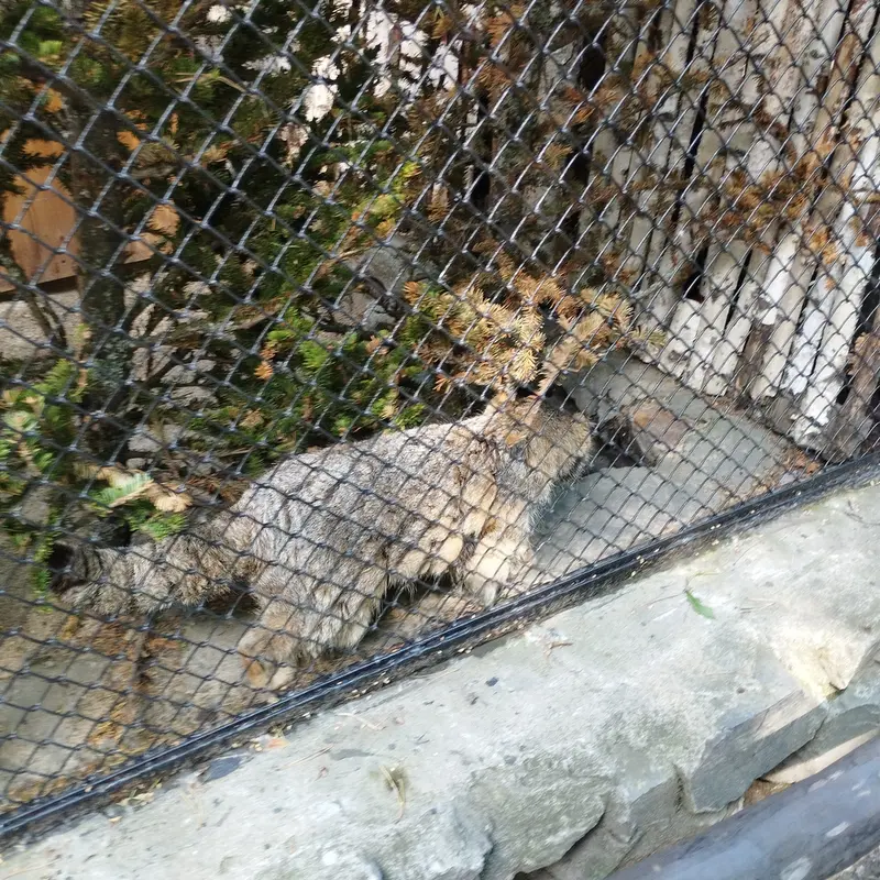 A photograph of Zelenogorsk in Novosibirsk Zoo