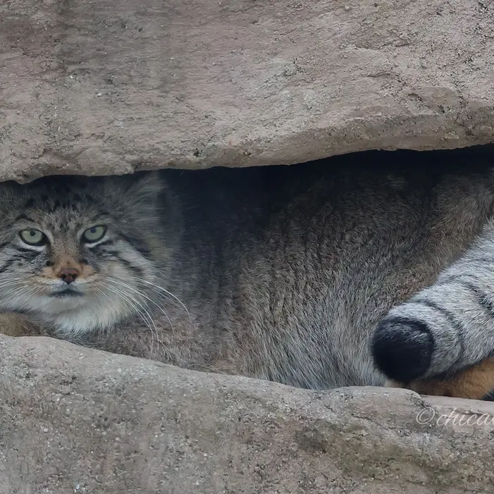A photograph of Lotos in Saitama Children's Zoo