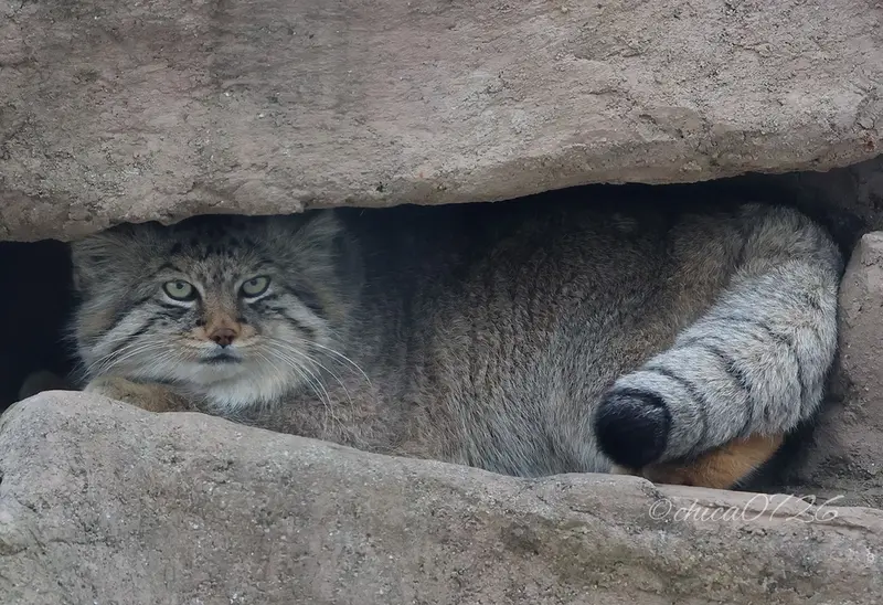 A photograph of Lotos in Saitama Children's Zoo