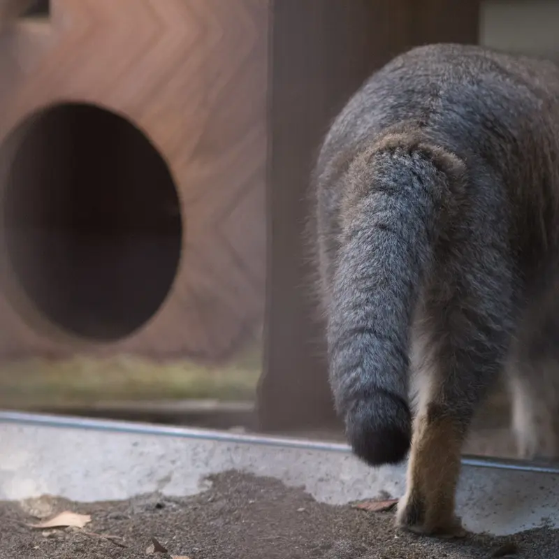 A photograph of Figa in Nogeyama Zoo