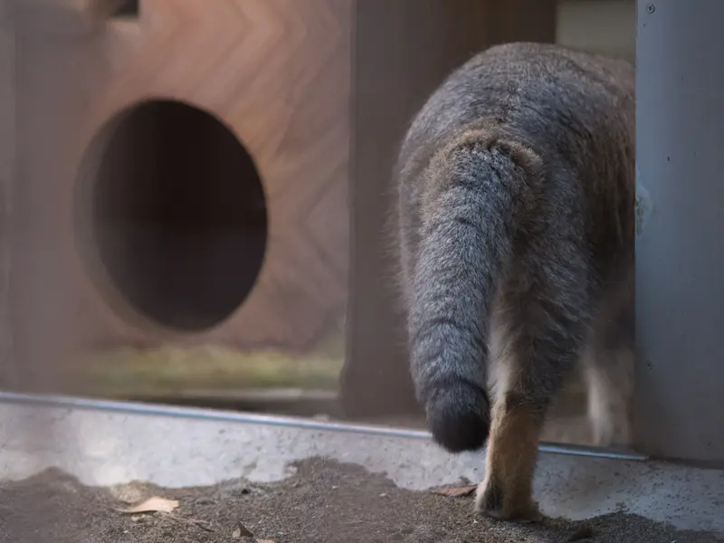 A photograph of Figa in Nogeyama Zoo