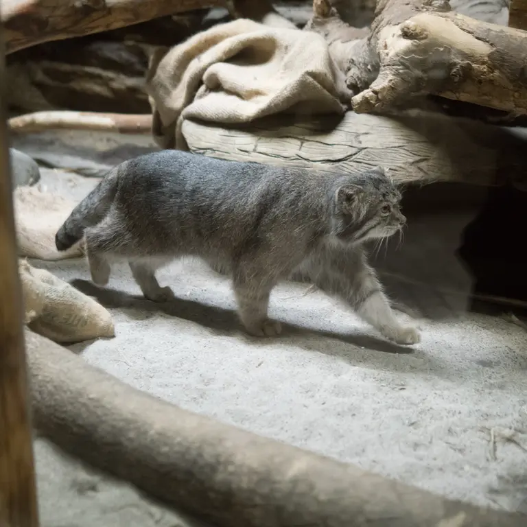 A photograph of Klyon in Ueno Zoological Gardens