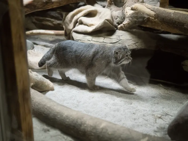 A photograph of Klyon in Ueno Zoological Gardens