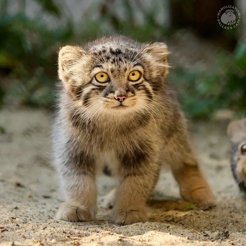 A photograph of Kitten of Eve b.2026 Ⅲ in Novosibirsk Zoo