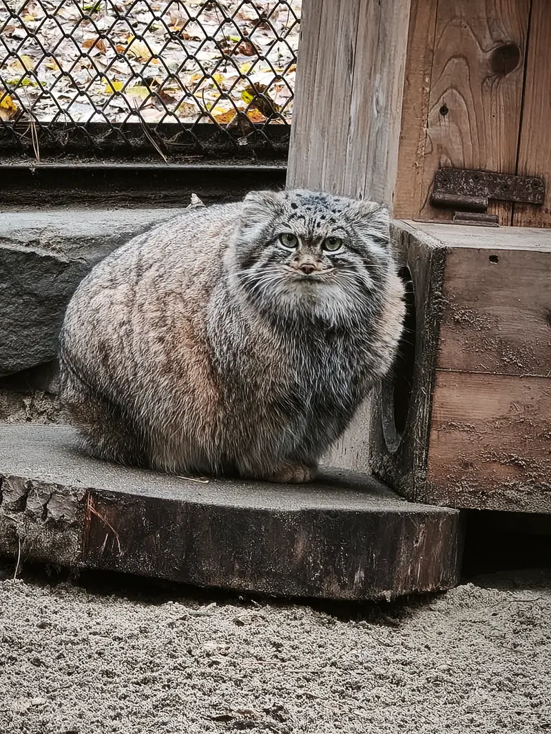 A photograph of Adele in Novosibirsk Zoo