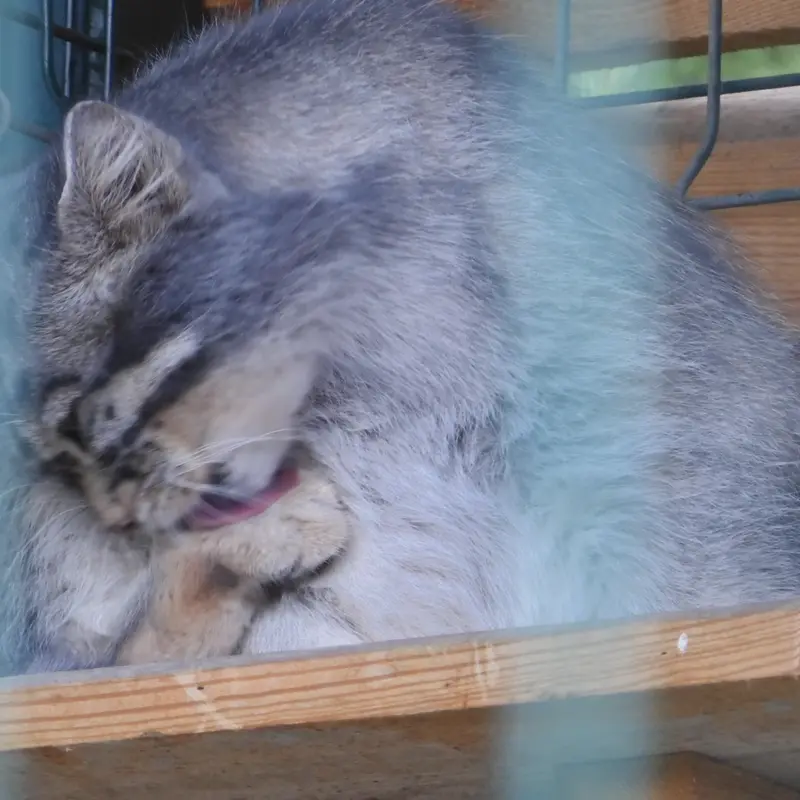 A photograph of a Pallas's cat
