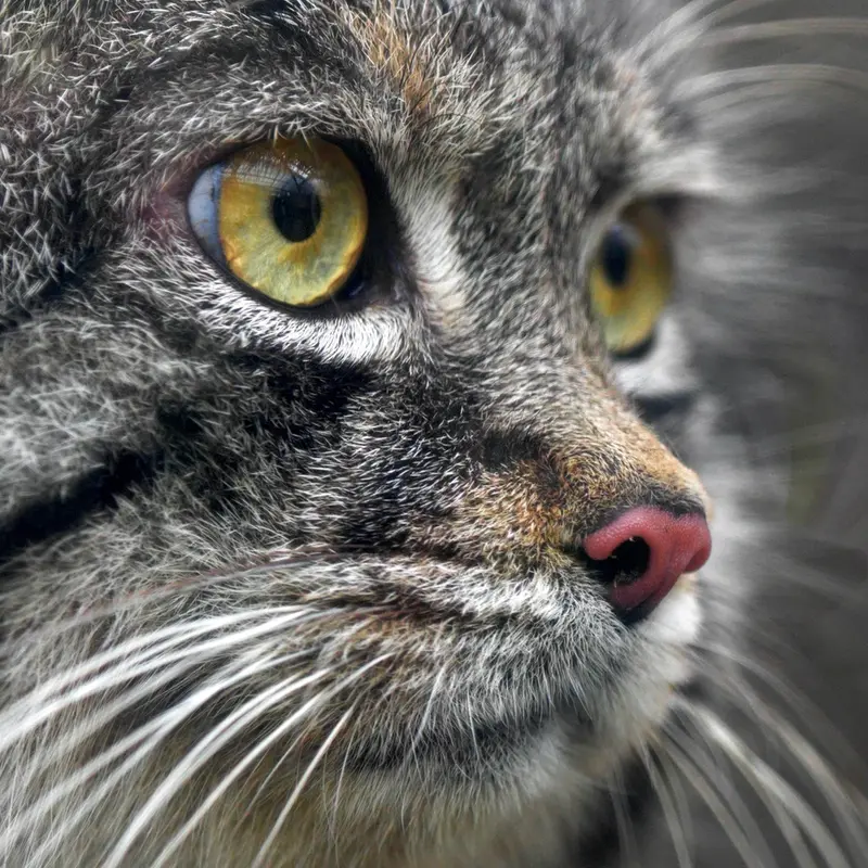 A photograph of Nar in Kobe Animal Kingdom