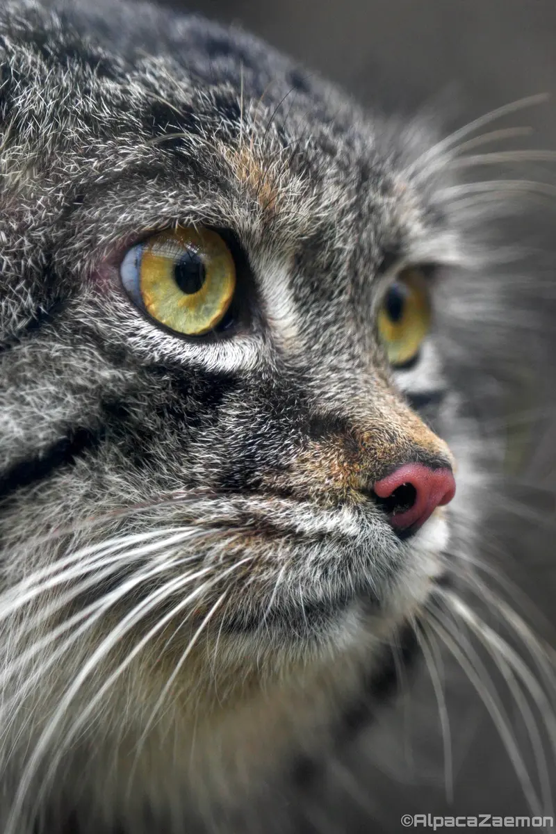 A photograph of Nar in Kobe Animal Kingdom