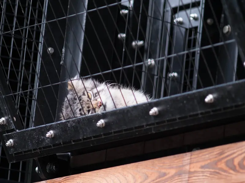 A photograph of Grusha in Asahiyama Zoo
