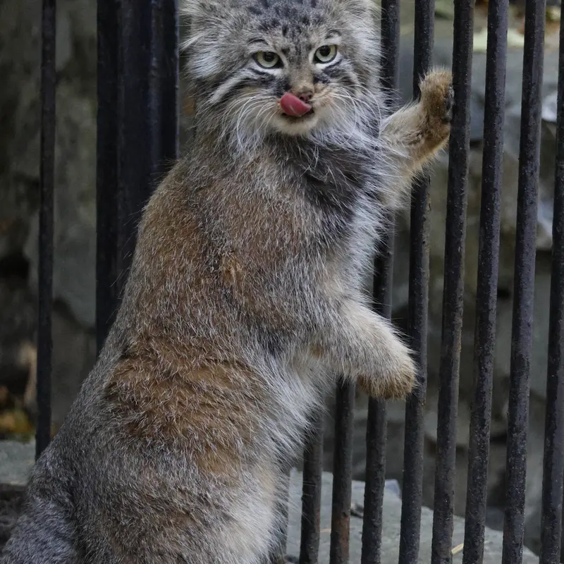 A photograph of Gabi in Novosibirsk Zoo