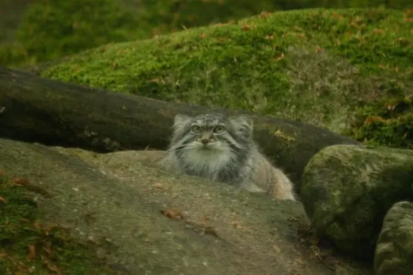 A photograph of a Pallas's cat