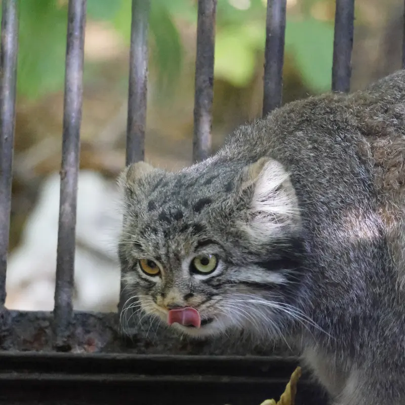 A photograph of Katun in Novosibirsk Zoo