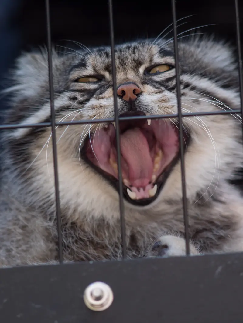 A photograph of Grusha in Asahiyama Zoo