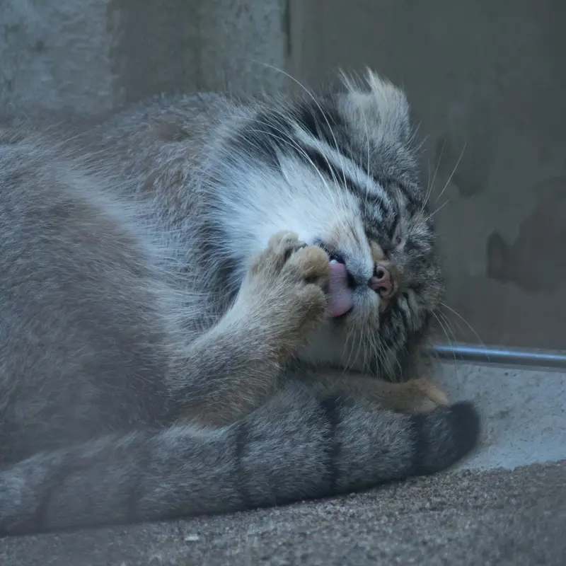 A photograph of Figa in Nogeyama Zoo