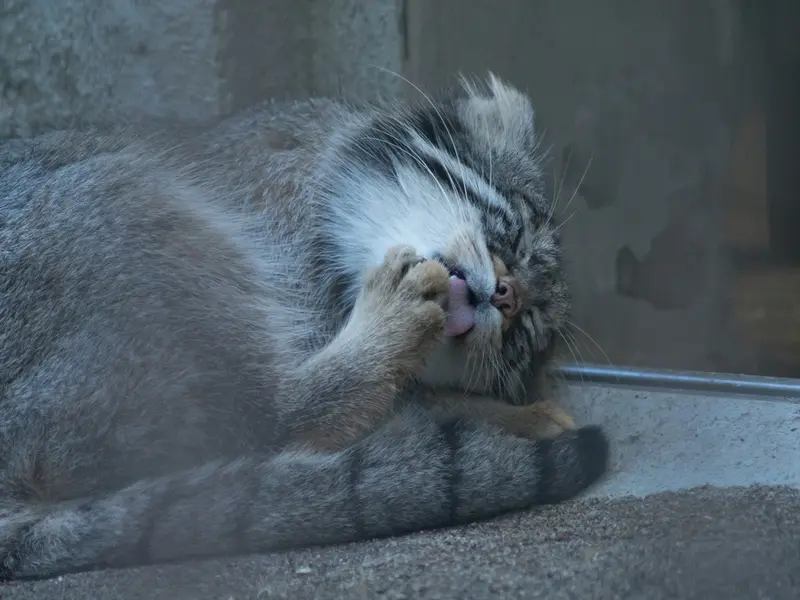 A photograph of Figa in Nogeyama Zoo