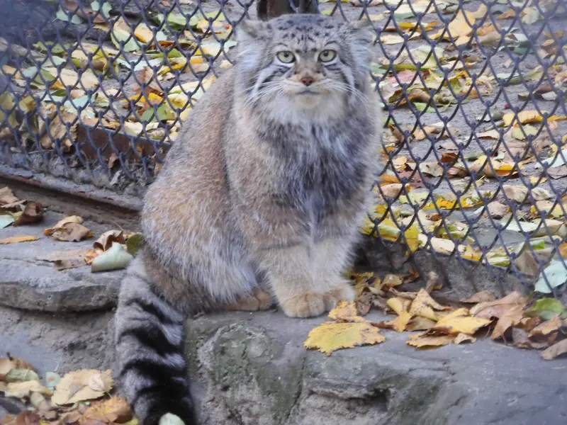 A photograph of Eve in Novosibirsk Zoo