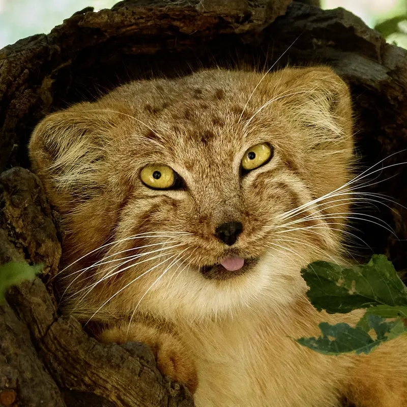 Nanó the Pallas's cat from Yerevan Zoo
