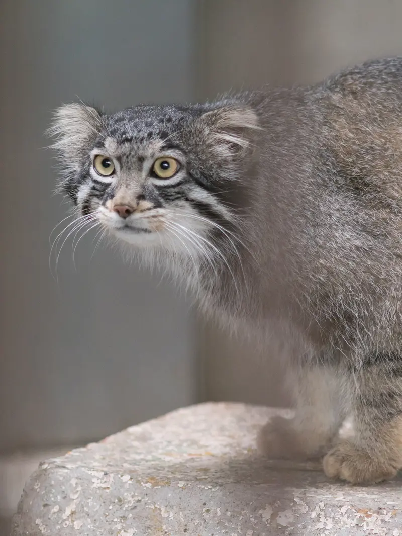 A photograph of Figa in Nogeyama Zoo