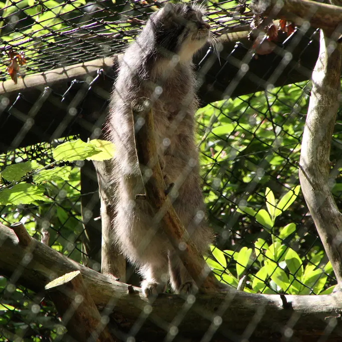 A photograph of Batu in Opel Zoo