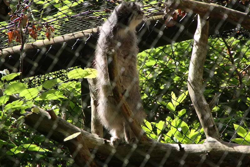 A photograph of Batu in Opel Zoo
